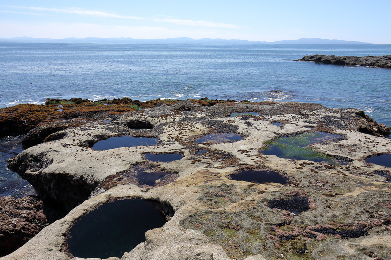Illustration for article titled Pics from the (Ocean Floor): 2018-05-05 at Botanical Beach